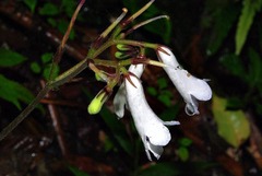Streptocarpus wilmsii