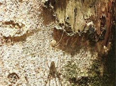 Hersilia albomaculata