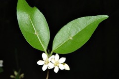 Tricalysia capensis transvaalensis