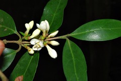 Tricalysia capensis transvaalensis