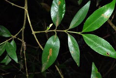 Tricalysia