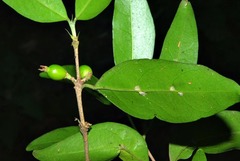 Tricalysia