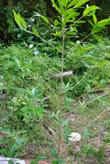 Tricalysia