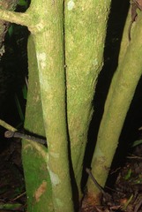 Tricalysia