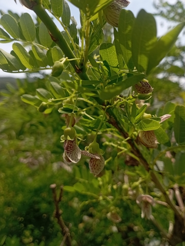 Image of Ormocarpum cochinchinense by (c) jimmy, some rights reserved (CC BY)