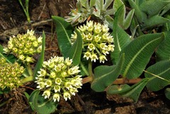 Xysmalobium acerateoides