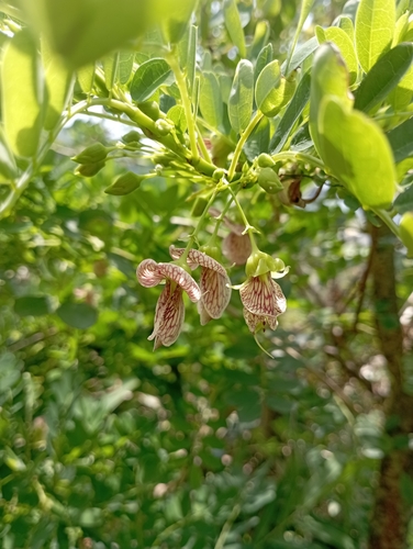 Image of Ormocarpum cochinchinense by (c) jimmy, some rights reserved (CC BY)