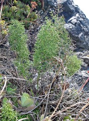 Asparagus rigidus
