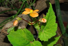 Begonia sutherlandii