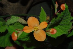 Begonia sutherlandii