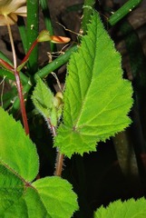 Begonia sutherlandii