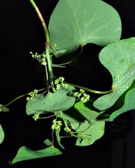 Cissampelos torulosa