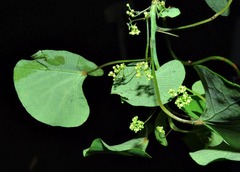 Cissampelos torulosa