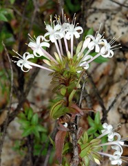 Otiophora calycophylla