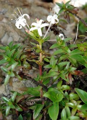 Otiophora calycophylla