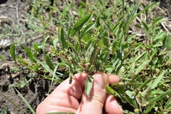 Hermannia parviflora