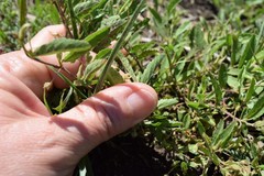 Hermannia parviflora