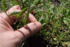 Hermannia parviflora