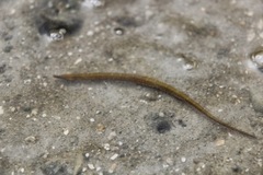 Syngnathinae