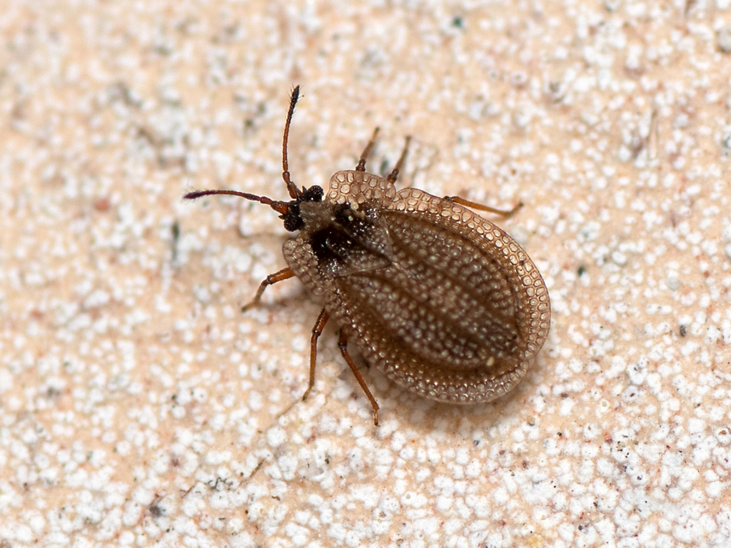 Acalypta carinata