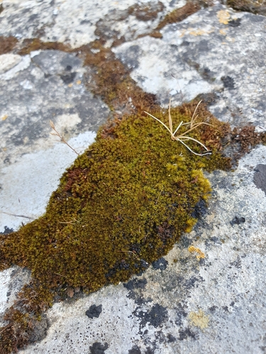 Image of Pseudocrossidium revolutum by no rights reserved