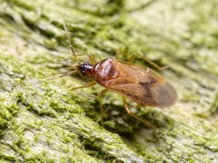 Amphiareus obscuriceps