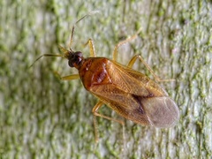 Amphiareus obscuriceps