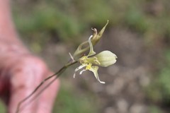Gladiolus permeabilis edulis