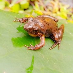 Kinangop River Frog photo 5