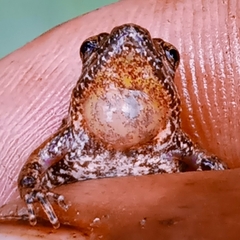 Kinangop River Frog photo 2