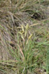 Gladiolus permeabilis edulis