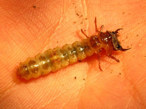 iNaturalist observation photo of Omus californicus lecontei