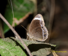 Mycalesis anaxias
