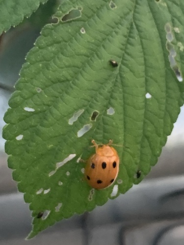 Oides decempunctata