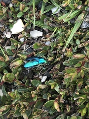 Diphucephala colaspidoides