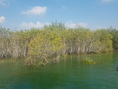 Avicennia marina