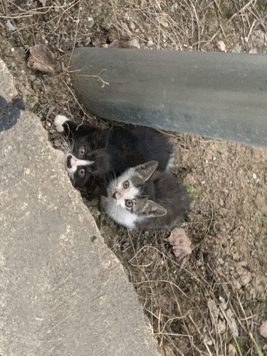 Domestic Cat