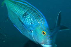 Nemadactylus valenciennesi