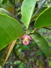 Tisonia coriacea image