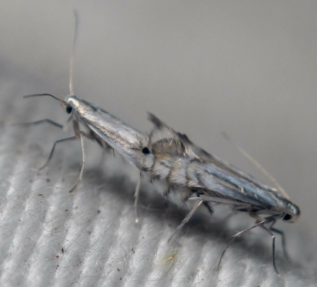 Phyllocnistis asiatica