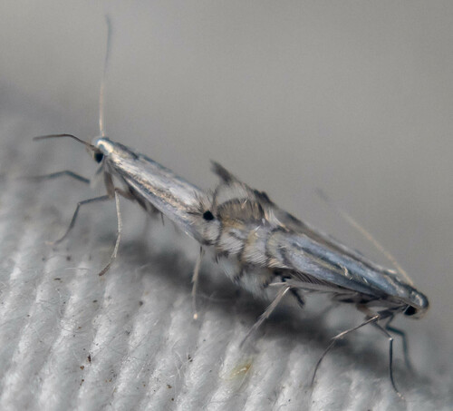 Phyllocnistis asiatica
