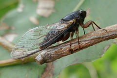 Birrima castanea