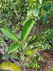 Tisonia coriacea image