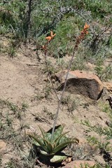 Aloe vanrooyenii