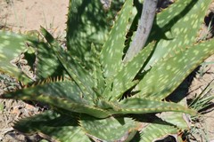 Aloe vanrooyenii