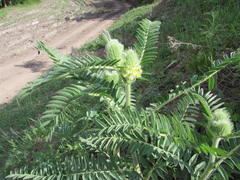 Astragalus alopecurus