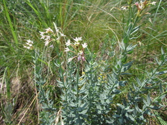 Diarthron altaica
