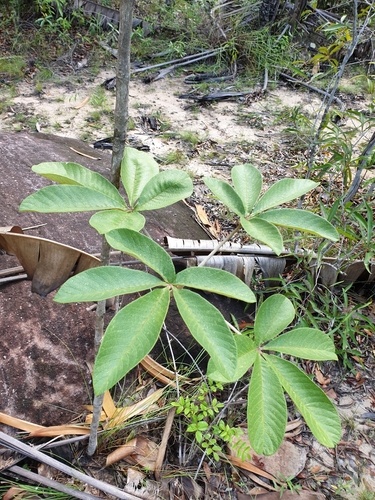 Vitex waterlotii image