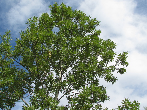 Laurel-leaved Poplar