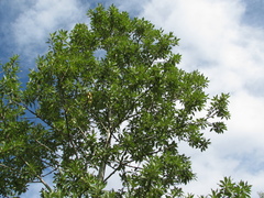 Populus laurifolia
